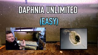 How I Raise Daphnia Water Fleas And You Can Too [upl. by Ecirtam]