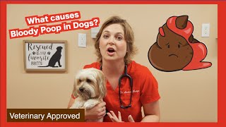 What causes Bloody Poop in Dogs  Veterinary approved [upl. by Dnana249]