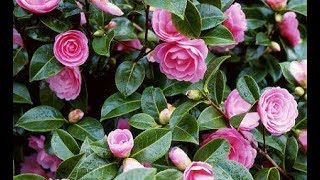 How to grow Camellia plant  how to care Camellia plant [upl. by Koetke]