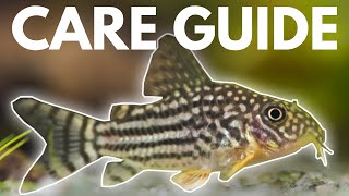 How to Care for Corydoras Catfish Beginner Guide [upl. by Eibbed]