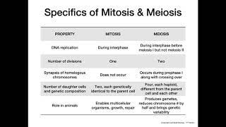 Mitosis vs Meiosis [upl. by Llevra]