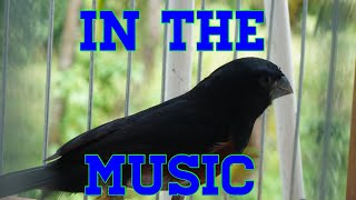 Trinidad bullfinch MUSIC [upl. by Gaspar401]