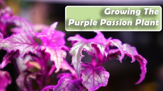 Purple Passion Plant Care  Gynura aurantiaca How to Grow Houseplants [upl. by Reinhart]