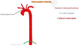 Intercostal spaces [upl. by Kingsley794]