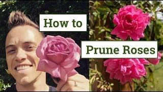 How to Prune Roses the Beginners Guide [upl. by Klos]