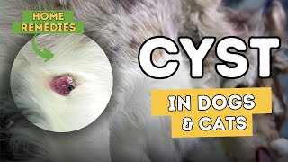 Cysts In Dogs and Cats 5 Effective Natural Remedies [upl. by Goldie1]