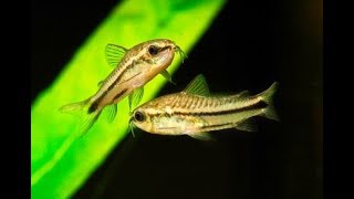 Corydoras Pygmaeus My experience with Pygmy Corys [upl. by Siraved]