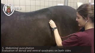 Physical examination of the horse [upl. by Beaner953]