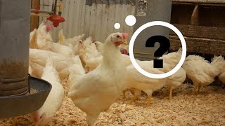 Why The Egg Industry Uses White Leghorns [upl. by Sabba]