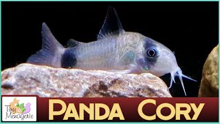 All About Panda Corydoras  Small Gentle and Seriously Cute Catfish [upl. by Honna]