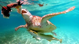 Swimming with Sea Turtles [upl. by Burtie256]