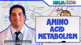 Metabolism  Amino Acid Metabolism [upl. by Einon25]