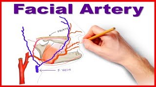 Facial Artery Course and Branches [upl. by Yerffoj]