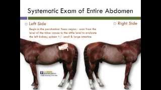 UC Davis Equine Abdominal Ultrasound Technique [upl. by Stauder200]