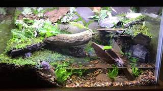 10 gallon paludarium  landwater habitat  part 1 [upl. by Onivla]