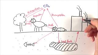 A2 Biology  Carbon cycle OCR A Chapter 233 [upl. by Angelita170]