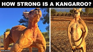 How strong is a Kangaroo [upl. by Idroj323]