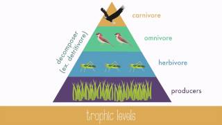 Energy Transfer in Trophic Levels [upl. by Yoral294]