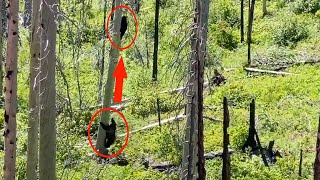 Grizzly chases a black bear up a tree in Glacier National Park [upl. by Esoj]