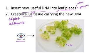 How to make genetically engineered plants [upl. by Nyledam209]