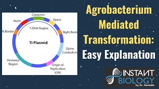 Agrobacterium Mediated TransformationEasy Explanation [upl. by Aneeras]