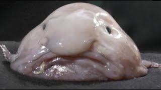 Facts The Blobfish [upl. by Anilek]