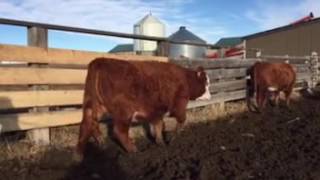 Hereford cross Simmental bred heifers [upl. by Oeram]