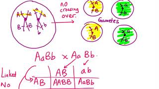 linked vs unlinked genes [upl. by Lanni]