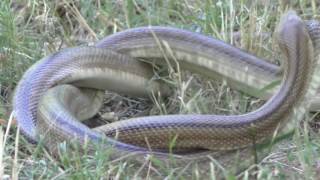 Accouplement de serpents couleuvres à Perpignan [upl. by Eachern504]