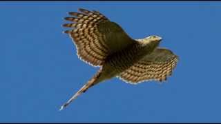 Sparrowhawk Bird Call Bird Song [upl. by Gnni]