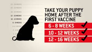 Understanding dog vaccinations  Purina [upl. by Ocer]