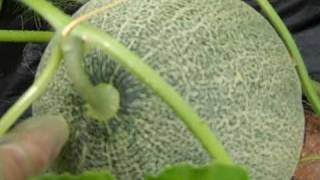 How to tell when your homegrown cantaloupes are ripe [upl. by Ecyla61]