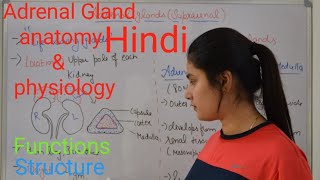 Adrenal gland anatomy amp physiology in Hindi  functions  structure  Rj Medical Education [upl. by Romo]