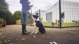 Dog Training a Reactive Border Collie [upl. by Payson985]