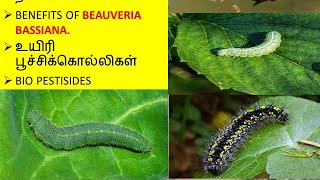 Beauveria Bassiana Bio Insecticide பயன்கள் மற்றும் நன்மைகள் [upl. by Vyner]