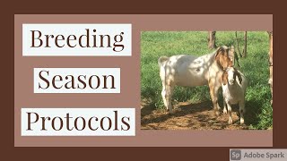 How We Prepare Boer Goats for Breeding Season  Our Breeding Season Protocols [upl. by Pricilla580]