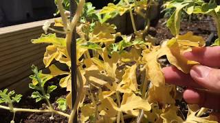 Yellowing Watermelon Plant  Amending Soil [upl. by Yttap]