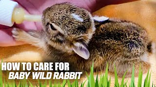 How I Cared For Baby Cottontail  Things to know [upl. by Akirehc]