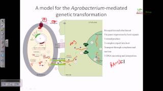 Agrobacterium mediated gene transformation in plants [upl. by Bruning]