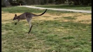 Kangaroos Arent Drunk Theyre Dying [upl. by Asum]