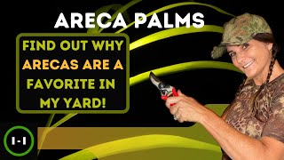 Areca Palm Plants on Purpose How to grow trim avoid disease the history fun facts amp placement [upl. by Darton929]