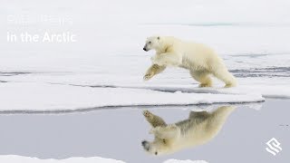 Polar Bears in the Arctic [upl. by Ahsoik]