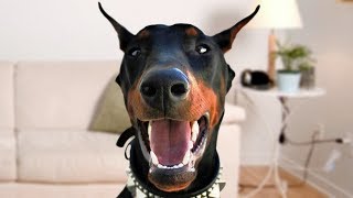 Funny Doberman Dog Compilation NEW [upl. by Ayotahc]