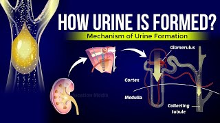 How is Urine Formed  Mechanism of Urine Formation [upl. by Niall]