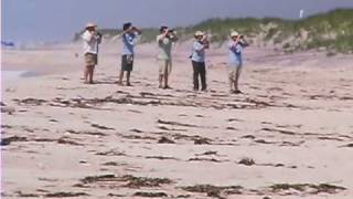 The Plight of the Piping Plover [upl. by Colis191]