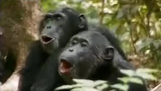 Chimps vs Red Colobus Monkeys  BBC Studios [upl. by Eanyl508]