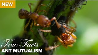 True Facts  Ant Mutualism [upl. by Barger815]