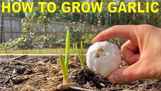 How To Grow GARLIC COMPLETE GUIDE [upl. by Irim299]