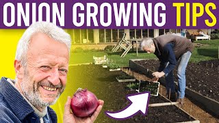 Onion 101 A Beginners Guide to Growing Onions and Spring Onions from Seed for Large Harvests [upl. by Frasquito681]