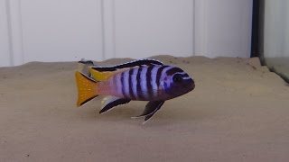 Pseudotropheus Elongatus Mpanga F1 [upl. by Farkas]